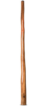 Tristan O'Meara Didgeridoo (TM326)